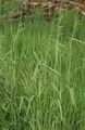 Bowles Golden Grass, Golden Millet Grass, Golden Wood Mille Photo and characteristics