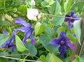 Clematis Photo and characteristics