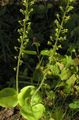 Common Twayblade, Egg-Shaped Leaf Neottia Photo and characteristics