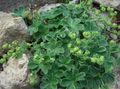 Lady's mantle Photo and characteristics