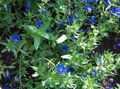 Blue pimpernel Photo and characteristics