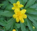 Double-Flowered Yellow Wood Anemone, Buttercup Anemone Photo and characteristics