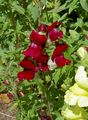 Snapdragon, Weasel's Snout Photo and characteristics
