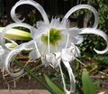 Spider Lily, Ismene, Sea Daffodil Photo and characteristics