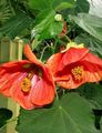 Flowering Maple, Weeping Maple, Chinese Lantern Photo and characteristics