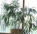 Kambariniai Augalai Bambukas (Bambusa) Nuotrauka; žalias