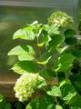 Smooth Hydrangea, Wild Hydrangea, Sevenbark Photo and characteristics