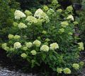 Panicle Hydrangea, Tree Hydrangea Photo and characteristics