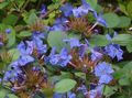 Leadwort, Hardy Blue Plumbago Photo and characteristics