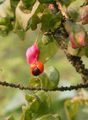 Spindle tree Photo and characteristics