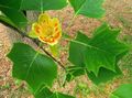 Tulip tree, Yellow Poplar, Tulip Magnolia, Whitewood Photo and characteristics
