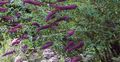 Butterfly Bush, Summer Lilac Photo and characteristics