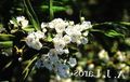 Calico bush, Laurel, Kalmia Photo and characteristics
