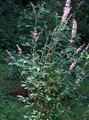Sweet pepper bush, Summersweet Photo and characteristics