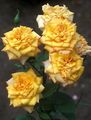 Grandiflora rose Photo and characteristics