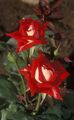 Grandiflora rose Photo and characteristics