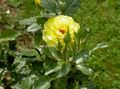 Hybrid Tea Rose Photo and characteristics