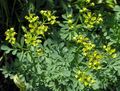 Common Rue, Garden Rue, Herb of Grace, Herbygrass Photo and characteristics
