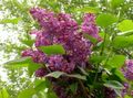Common Lilac, French Lilac Photo and characteristics