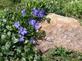 Common Periwinkle, Creeping Myrtle, Flower-of-Death Photo and characteristics