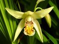 Ground Orchid, The Striped Bletilla Photo and characteristics