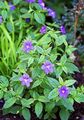 Bush Violet, Sapphire Flower Photo and characteristics