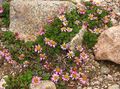 Waldheimia Photo and characteristics