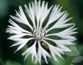Knapweed, Star Thistle, Cornflower Photo and characteristics