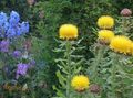 Yellow Hardhead, Bighead Knapweed, Giant Knapweed, Armenian Basketflower, Lemon Fluff Knapweed Photo and characteristics