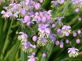 Meadow rue Photo and characteristics