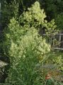 Meadow rue Photo and characteristics