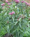 Swamp milkweed, Maypops, Rose Milkweed, Red Milkweed Photo and characteristics