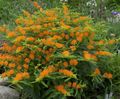 Butterflyweed Photo and characteristics