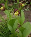 Lady Slipper Orchid Photo and characteristics