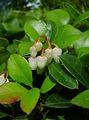 Gaultheria, Checkerberry Photo and characteristics