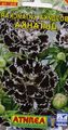 Dianthus, China Pinks Photo and characteristics