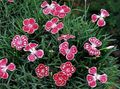 Dianthus perrenial Photo and characteristics
