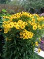Sneezeweed, Helen's Flower, Dogtooth Daisy Photo and characteristics