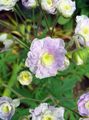 Hardy geranium, Wild Geranium Photo and characteristics
