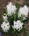 Dutch Hyacinth Photo and characteristics