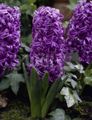 Dutch Hyacinth Photo and characteristics