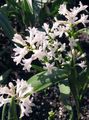Hyacinthella pallasiana Photo and characteristics