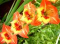 Gladiolus Photo and characteristics