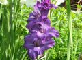 Gladiolus Photo and characteristics
