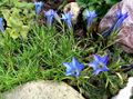 Chinese Gentian Photo and characteristics