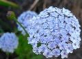 Blue Lace Flower, Rottnest Island Daisy Photo and characteristics