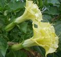 Angel's trumpet, Devil's Trumpet, Horn of Plenty, Downy Thorn Apple Photo and characteristics
