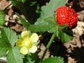 Indian Strawberry, Mock Strawberry Photo and characteristics