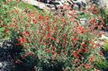 Narrowleaf California Fuchsia, Hoary Fuchsia, Hummingbird Trumpet Photo and characteristics