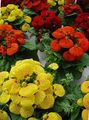Lady's Slipper, Slipper Flower, Slipperwort, Pocketbook Plant, Pouch Flower Photo and characteristics